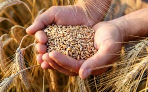 Polish farmers won: Ukrainian grain will not enter Poland