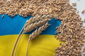 Enough of their own: Romania asked the European Union to extend the ban on the import of Ukrainian grain