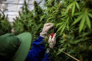 What people were previously imprisoned for is now legalized: cannabis in Ukraine is not illegal